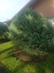 Tracheophyta