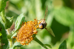 Eupeodes luniger