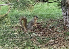 Sciurus niger