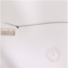 Isolepis sepulcralis