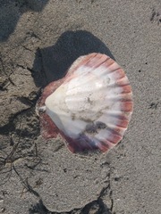 Nodipecten subnodosus