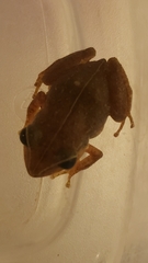 Eleutherodactylus coqui