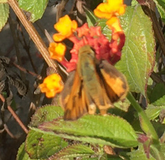 Hylephila phyleus