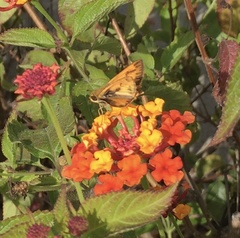 Hylephila phyleus