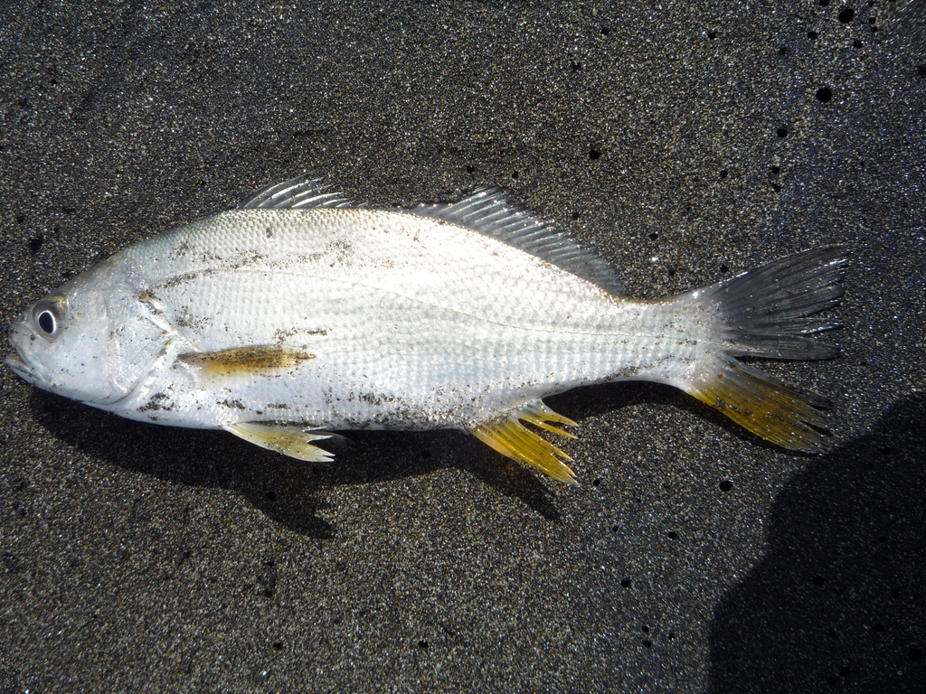 Corvina Drum