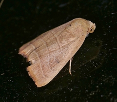 Bagisara repanda