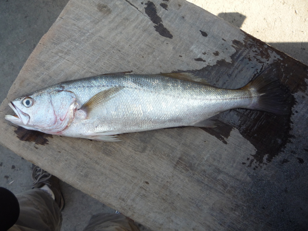 Peruvian Weakfish