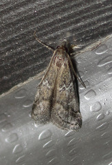 Alpheias transferens