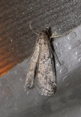 Alpheias transferens