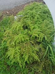 Tracheophyta