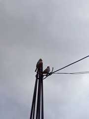 Zonotrichia capensis