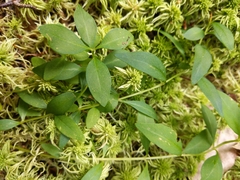 Lysimachia terrestris