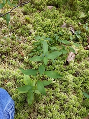 Lysimachia terrestris