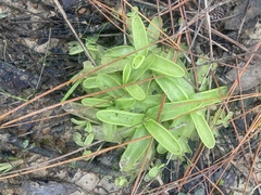 Pinguicula primuliflora