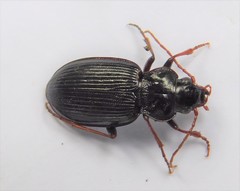 Nebria brevicollis