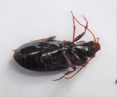 Nebria brevicollis