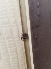 Platycryptus californicus