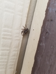 Platycryptus californicus