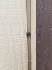 Platycryptus californicus