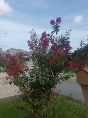 Magnoliopsida