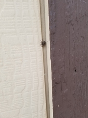 Platycryptus californicus