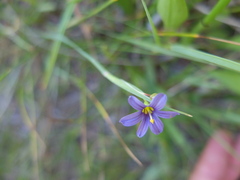 Sisyrinchium