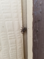 Platycryptus californicus