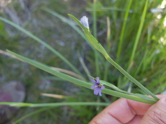 Sisyrinchium