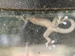 Gekko japonicus