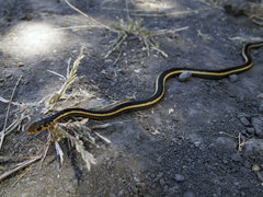 Masticophis lateralis euryxanthus