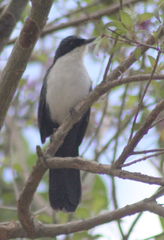 Melanotis hypoleucus