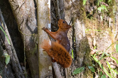 Sciurus spadiceus