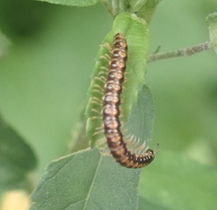 Helicorthomorpha