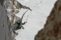 Sceloporus poinsettii