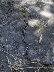 Masticophis lateralis euryxanthus