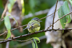 Tolmomyias sulphurescens