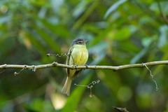 Tolmomyias sulphurescens
