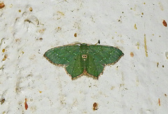 Chloropteryx nordicaria