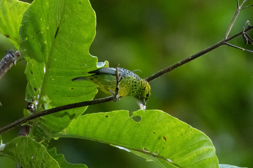 Yellow-bellied Tanager