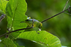 Ixothraupis xanthogastra