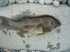 Aplodactylus punctatus