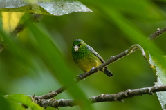 Ixothraupis xanthogastra