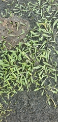 Glossostigma elatinoides