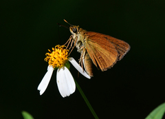 Euphyes dukesi calhouni