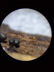 Cribraria microcarpa