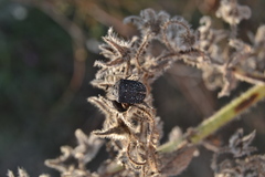 Psacasta exanthematica