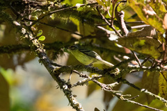 Phylloscartes parkeri