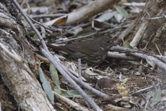 Passerella iliaca townsendi