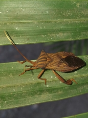 Melucha quadrivittis