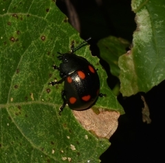 Labidomera suturella